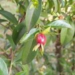 Eugenia brasiliensis fruit picture by Makoto Makoto (cc-by-sa)