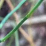 Ephedra foeminea leaf picture by bas yves (cc-by-sa)