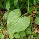 Lunaria rediviva leaf picture by Yannick Bourgade (cc-by-sa)