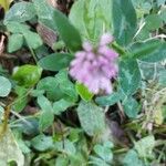 Trifolium medium flower picture by Nathan LEBIGOT (cc-by-sa)