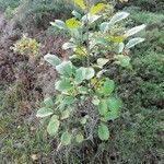 Rhamnus alpina habit picture by Francisco Sanchez (cc-by-sa)