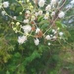 Mimosa bimucronata flower picture by Samarone Zimmermann (cc-by-sa)