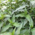 Persicaria hydropiper leaf picture by Bilal Bilal Ahmad Shiekh (cc-by-sa)