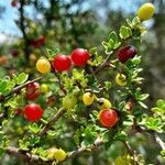 Condalia microphylla fruit picture by Trap Hers (cc-by-sa)