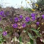 Campanula pelviformis flower picture by lilian charlot (cc-by-sa)