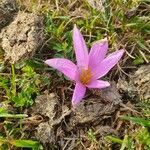 Colchicum montanum habit picture by Nicolas Lagarrigue (cc-by-sa)