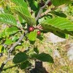 Rhamnus alpina fruit picture by codecas (cc-by-sa)