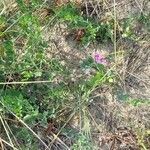 Lathyrus japonicus habit picture by Frank Sundermeyer (cc-by-sa)