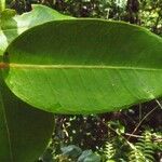 Eugenia mespiloides leaf picture by S. Dufour-Kowalski (cc-by-sa)
