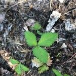 Potentilla indica leaf picture by akira91 (cc-by-sa)