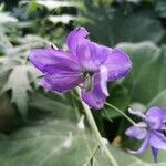 Delphinium elatum flower picture by Eva Set (cc-by-sa)