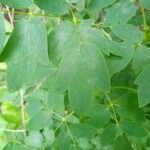 Thalictrum dasycarpum leaf picture by PT (cc-by-sa)