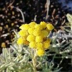 Helichrysum stoechas leaf picture by Gómez Francisco Gómez (cc-by-sa)