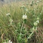 Leucas grandis habit picture by susan brown (cc-by-sa)