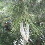 Pinus wallichiana fruit picture by Conny Schulze (cc-by-sa)