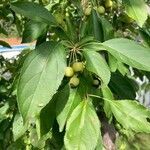 Malus baccata leaf picture by Anita Rotheram (cc-by-sa)