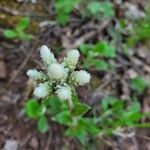 Antennaria parlinii flower picture by Lisa Mason (cc-by-sa)