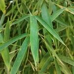 Phyllostachys aurea leaf picture by Corral López José Javier (cc-by-sa)