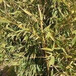 Phyllostachys aurea leaf picture by Kytana (cc-by-sa)