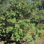 Fraxinus ornus habit picture by Yolande Conejos (cc-by-sa)