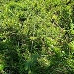 Knautia drymeia habit picture by grünblick (cc-by-sa)