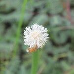 Eleocharis elegans flower picture by Nelson Zamora Villalobos (cc-by-nc)