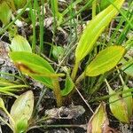 Potamogeton polygonifolius habit picture by Pierre LEON (cc-by-sa)