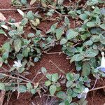Barleria ventricosa habit picture by Maarten Vanhove (cc-by-sa)