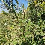 Rhamnus staddo habit picture by susan brown (cc-by-sa)