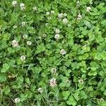 Trifolium repens habit picture by David Hocken (cc-by-sa)