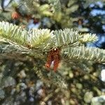 Abies procera flower picture by Rico Mende (cc-by-sa)