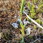 Lycopodium clavatum habit picture by Юрий Басов (cc-by-sa)