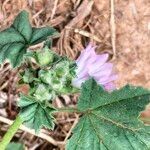 Malva nicaeensis habit picture by Maarten Vanhove (cc-by-sa)
