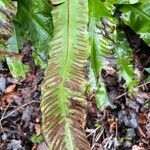 Asplenium scolopendrium fruit picture by David Hocken (cc-by-sa)