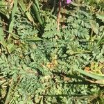 Erodium acaule leaf picture by Martine Potier (cc-by-sa)