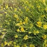 Tanacetum annuum flower picture by Crespo Miguel (cc-by-sa)