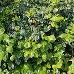 Hedera colchica habit picture by L M (cc-by-sa)