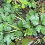 Ranunculus orthorhynchus habit picture by Maarten Vanhove (cc-by-sa)