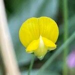Lathyrus aphaca flower picture by Fabien Anthelme (cc-by-sa)