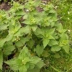 Lamium album fruit picture by Corrinne Nederstigt (cc-by-sa)