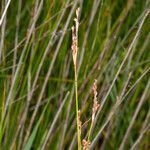 Juncus subulatus fruit picture by Martin Bishop (cc-by-sa)