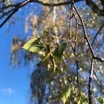 Betula pubescens fruit picture by jobard88 (cc-by-sa)