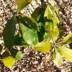 Litsea glutinosa leaf picture by Rudy BANOR (cc-by-sa)