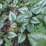 Lamium galeobdolon leaf picture by erča (cc-by-sa)