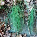 Allium vineale habit picture by Irmgard Groß (cc-by-sa)