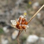 Romulea columnae fruit picture by Llandrich anna (cc-by-sa)