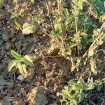 Salvia officinalis habit picture by Thomas Damm (cc-by-sa)