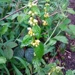 Lamium galeobdolon flower picture by Stirling Pat (cc-by-sa)