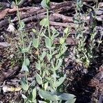Blackstonia perfoliata habit picture by Miguel Angel Rodenas (cc-by-sa)