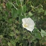 Calystegia macrostegia flower picture by natalia Mendoza (cc-by-sa)